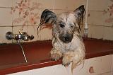 BAIN - SKYE TERRIER 088